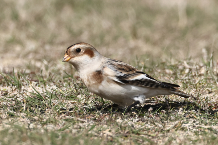 Snow Bunting