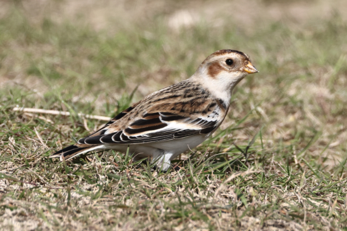 Snow Bunting