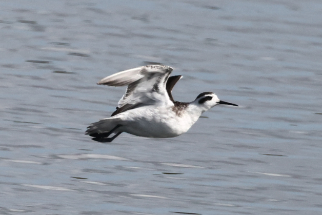 Red-necked Phalarope