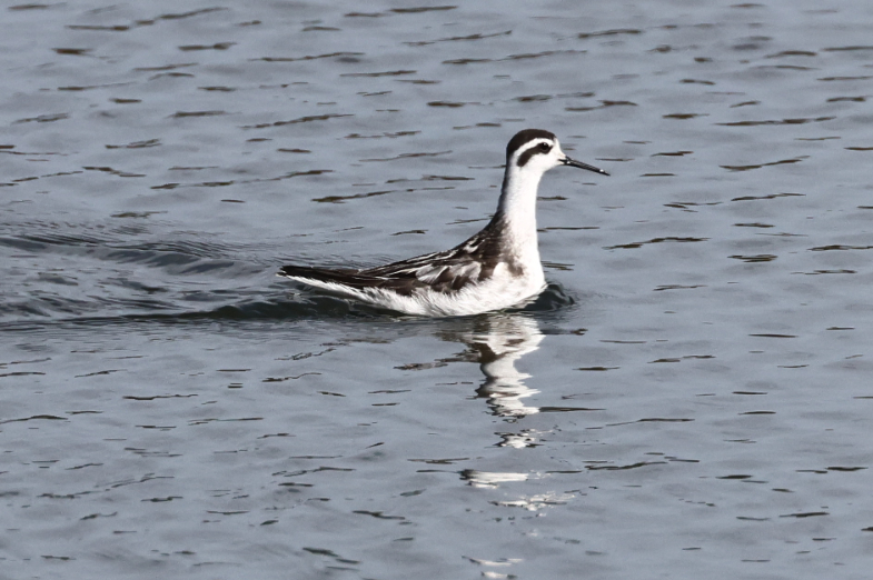 Red-necked Phalarope