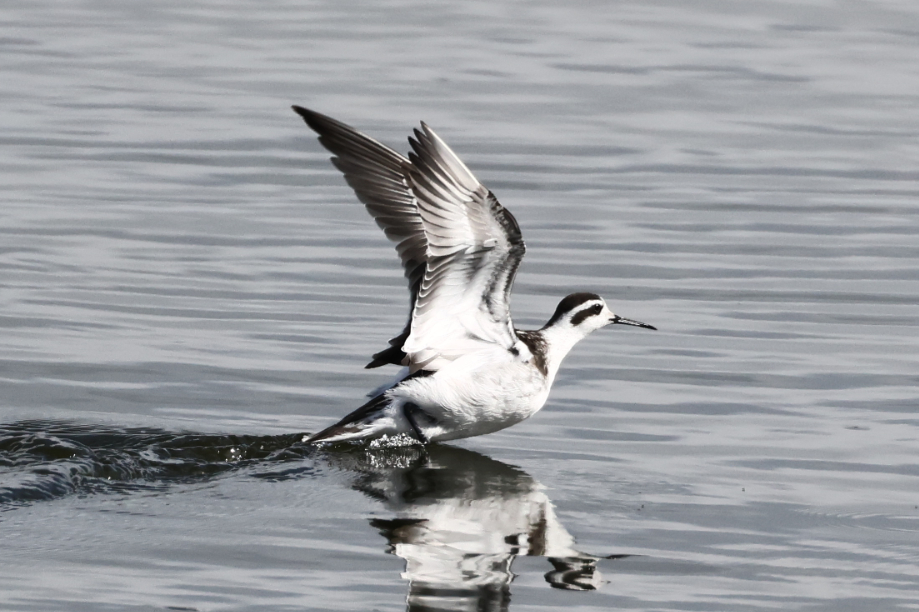 Red-necked Phalarope