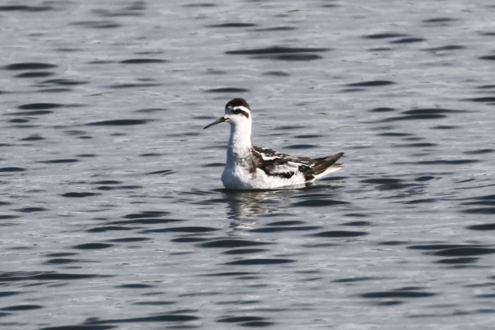 Red-necked Phalarope