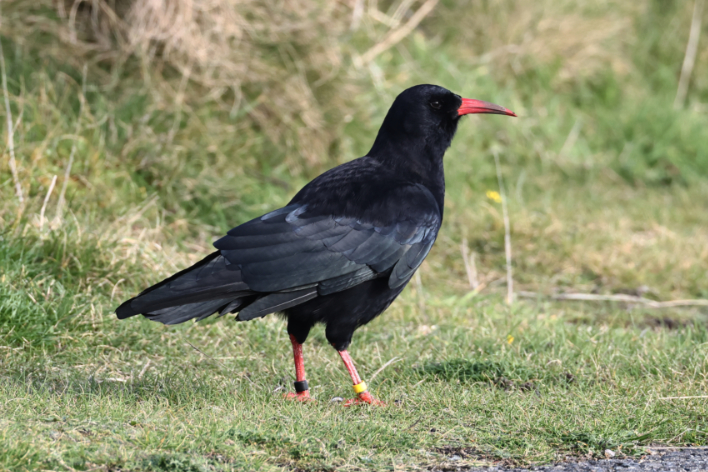 Chough