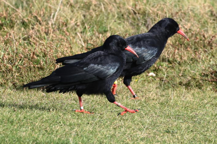 Chough