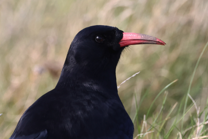 Chough