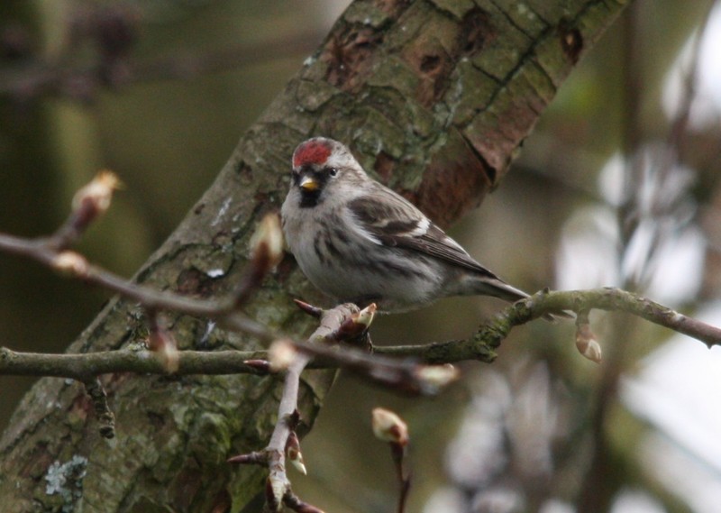 Mealy Redpoll