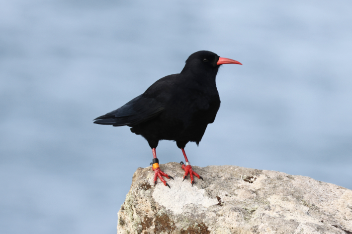 Chough
