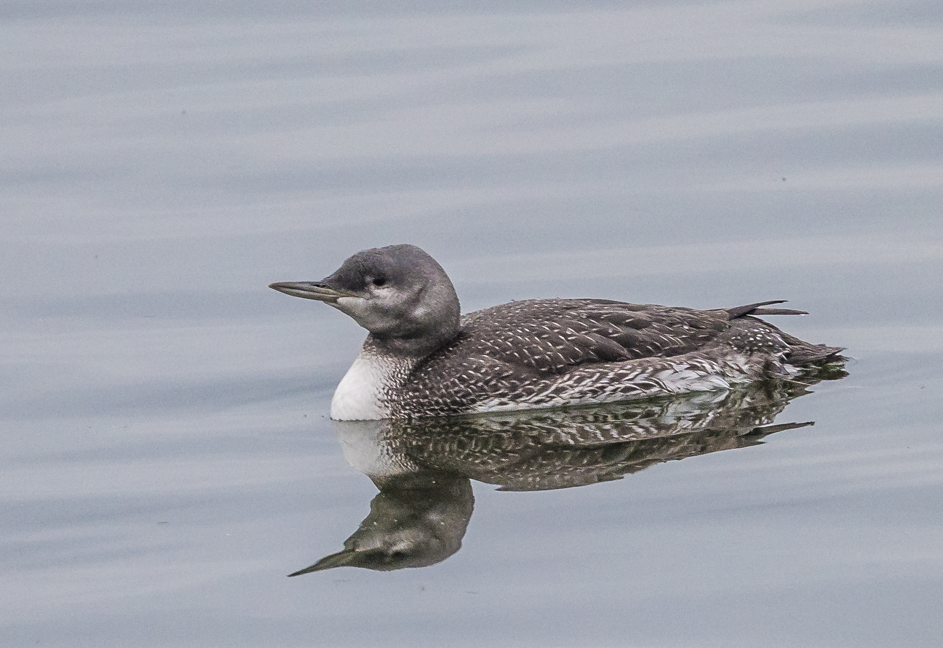 Red-throated Diver