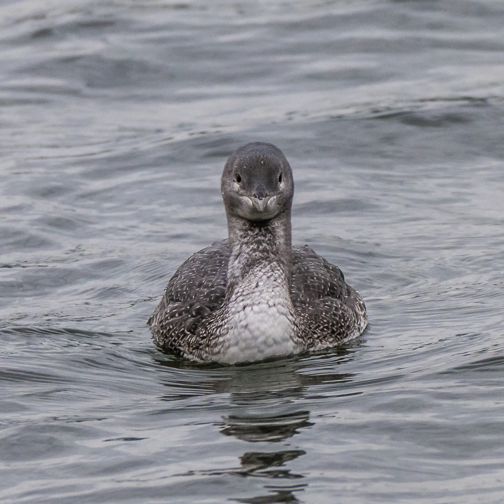 Red-throated Diver