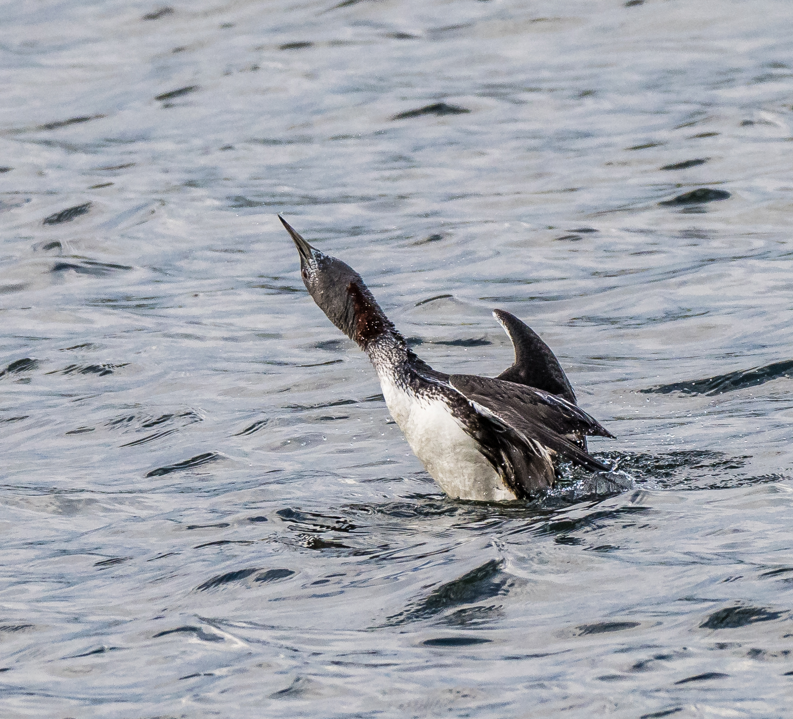 Red-throated Diver