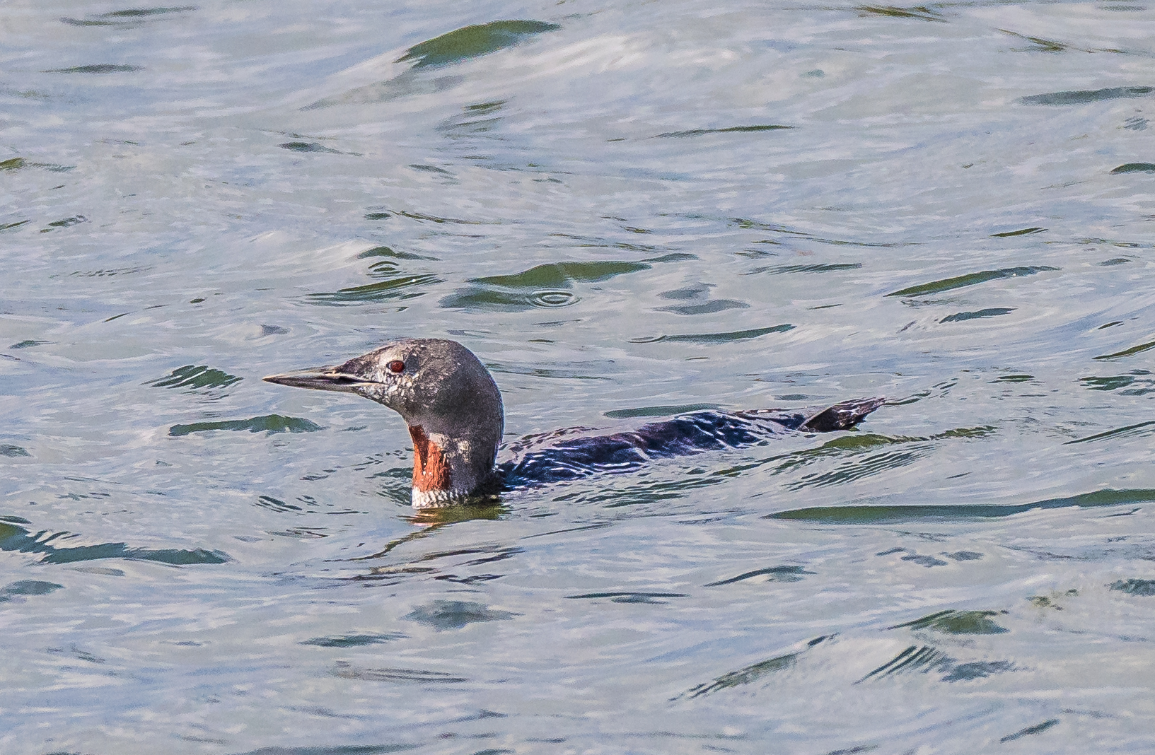 Red-throated Diver