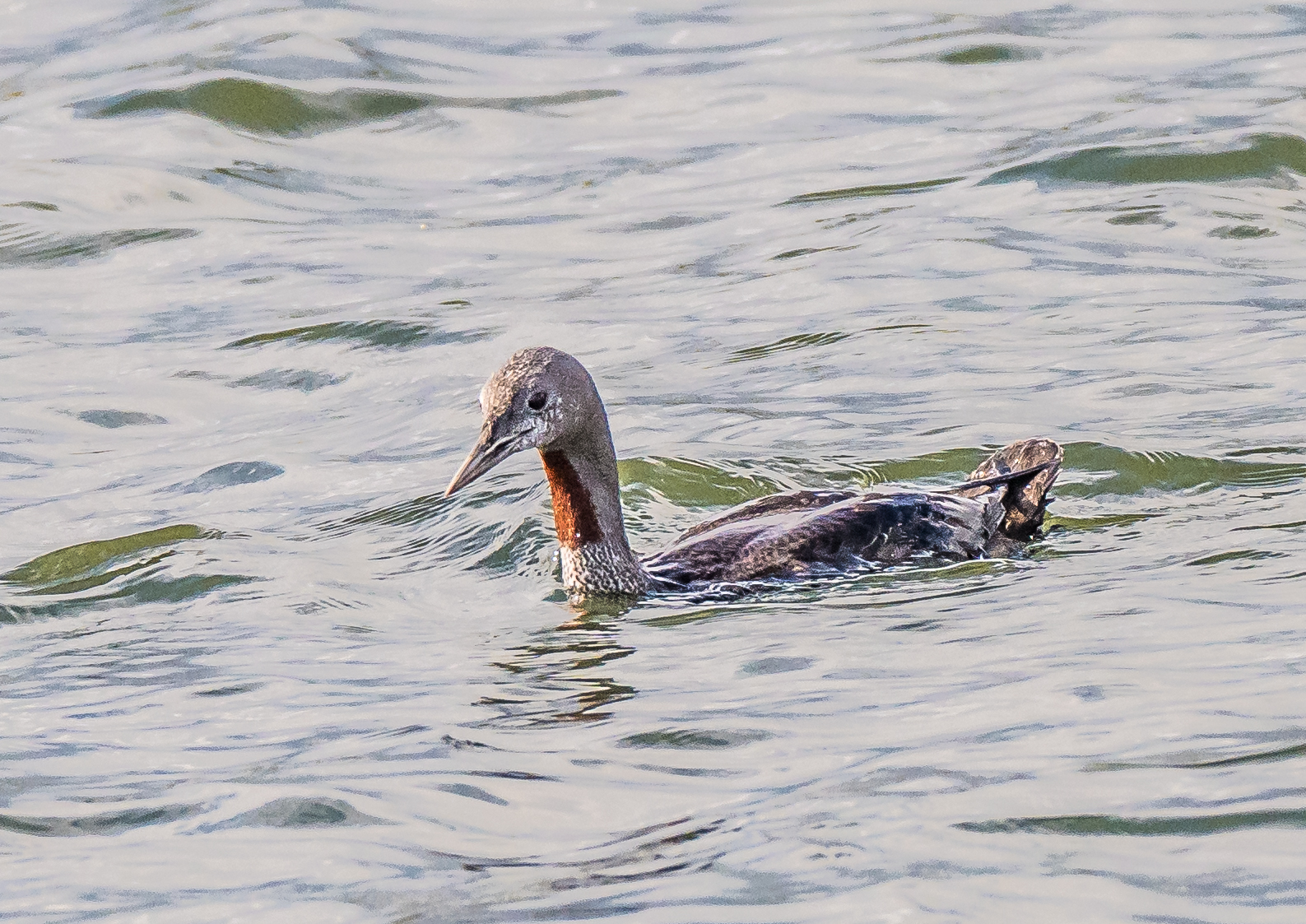 Red-throated Diver