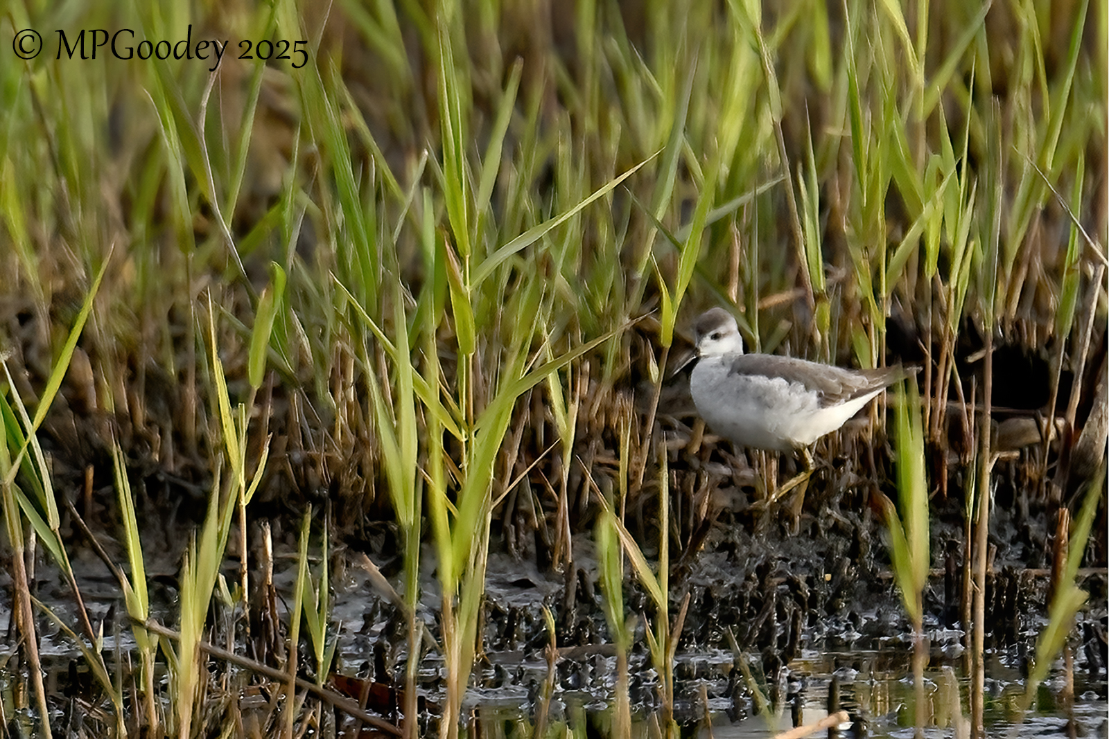 Wilson's Phalarope