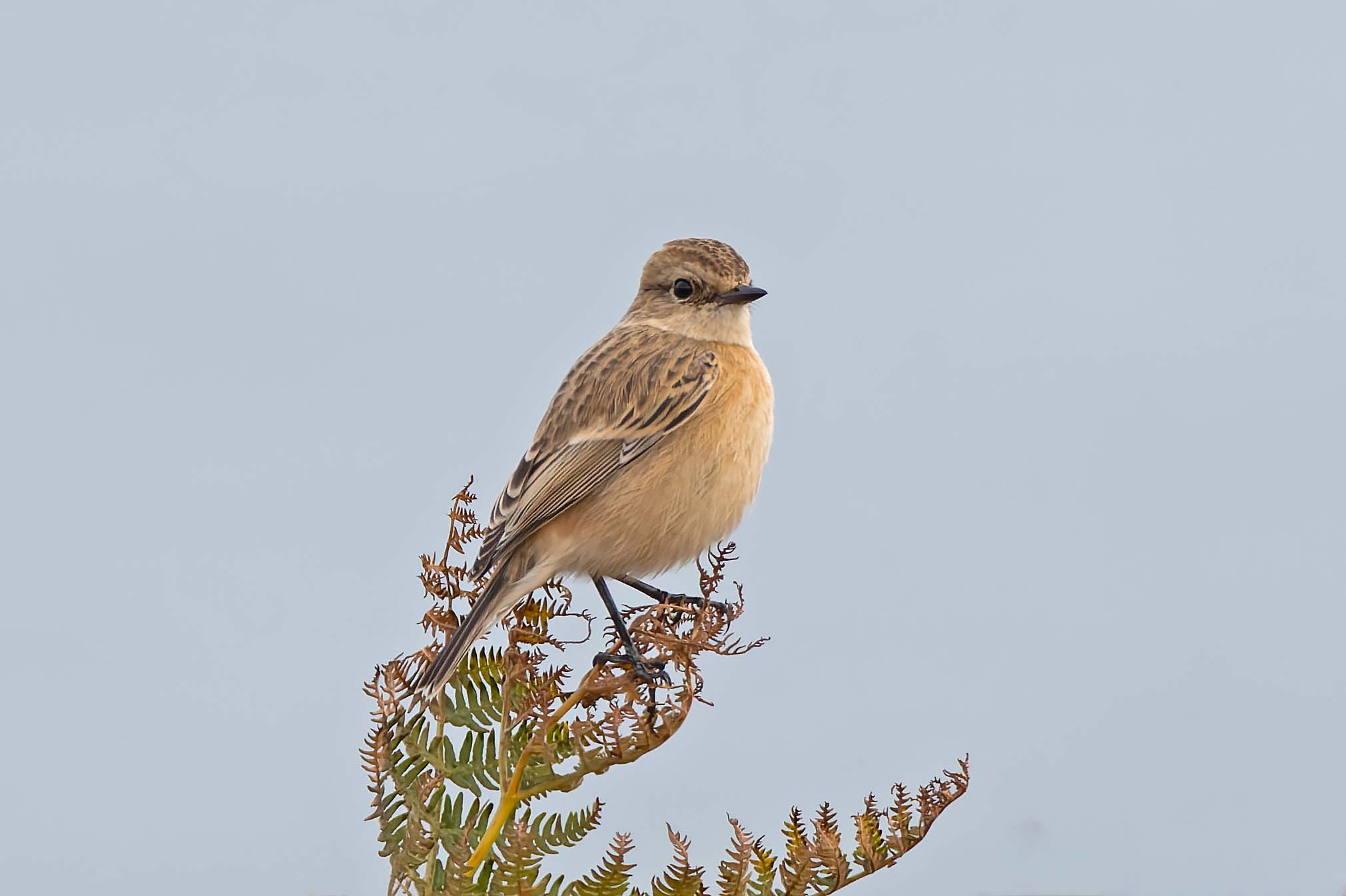 Siberian Stonechat