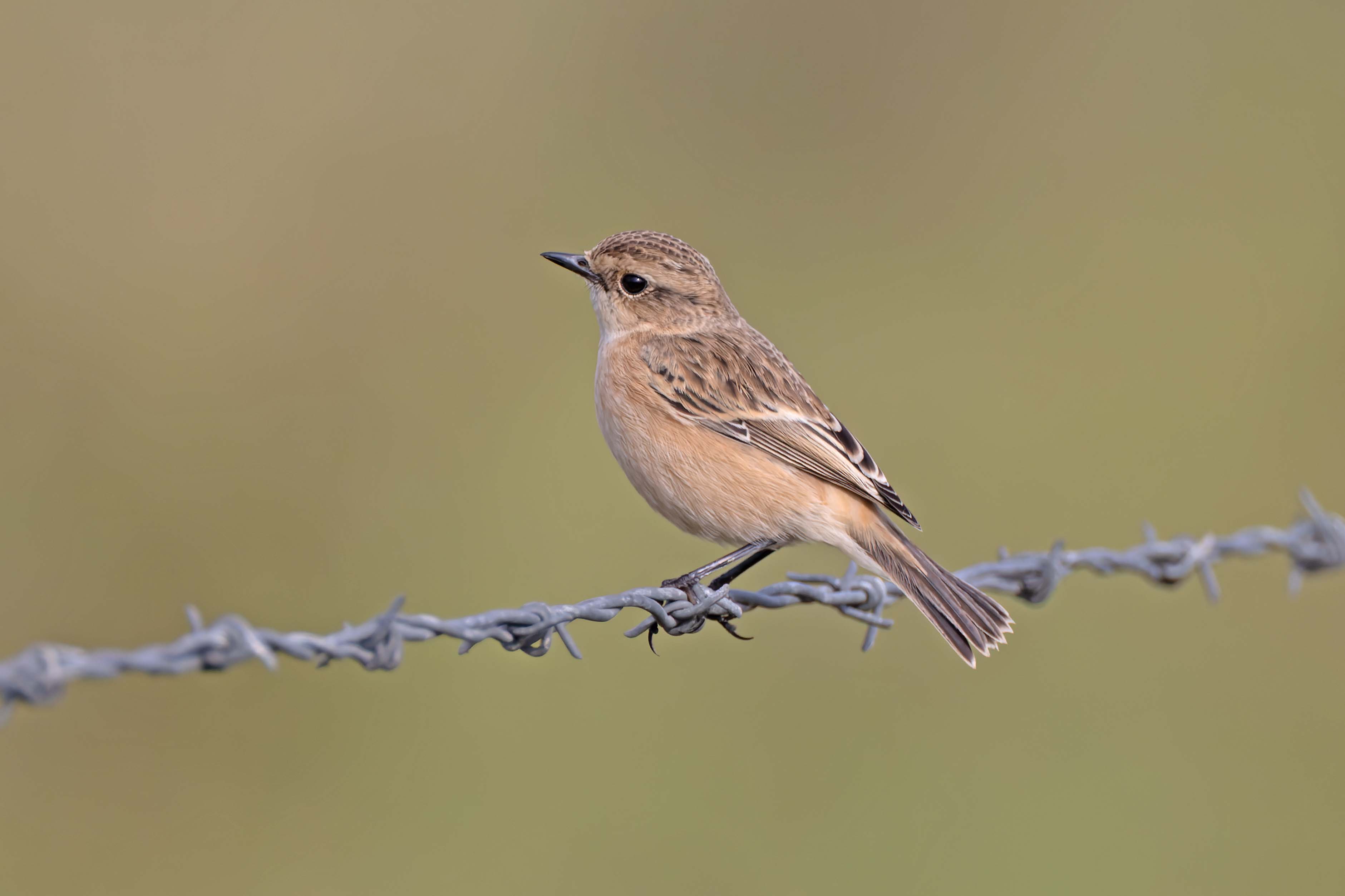Siberian Stonechat