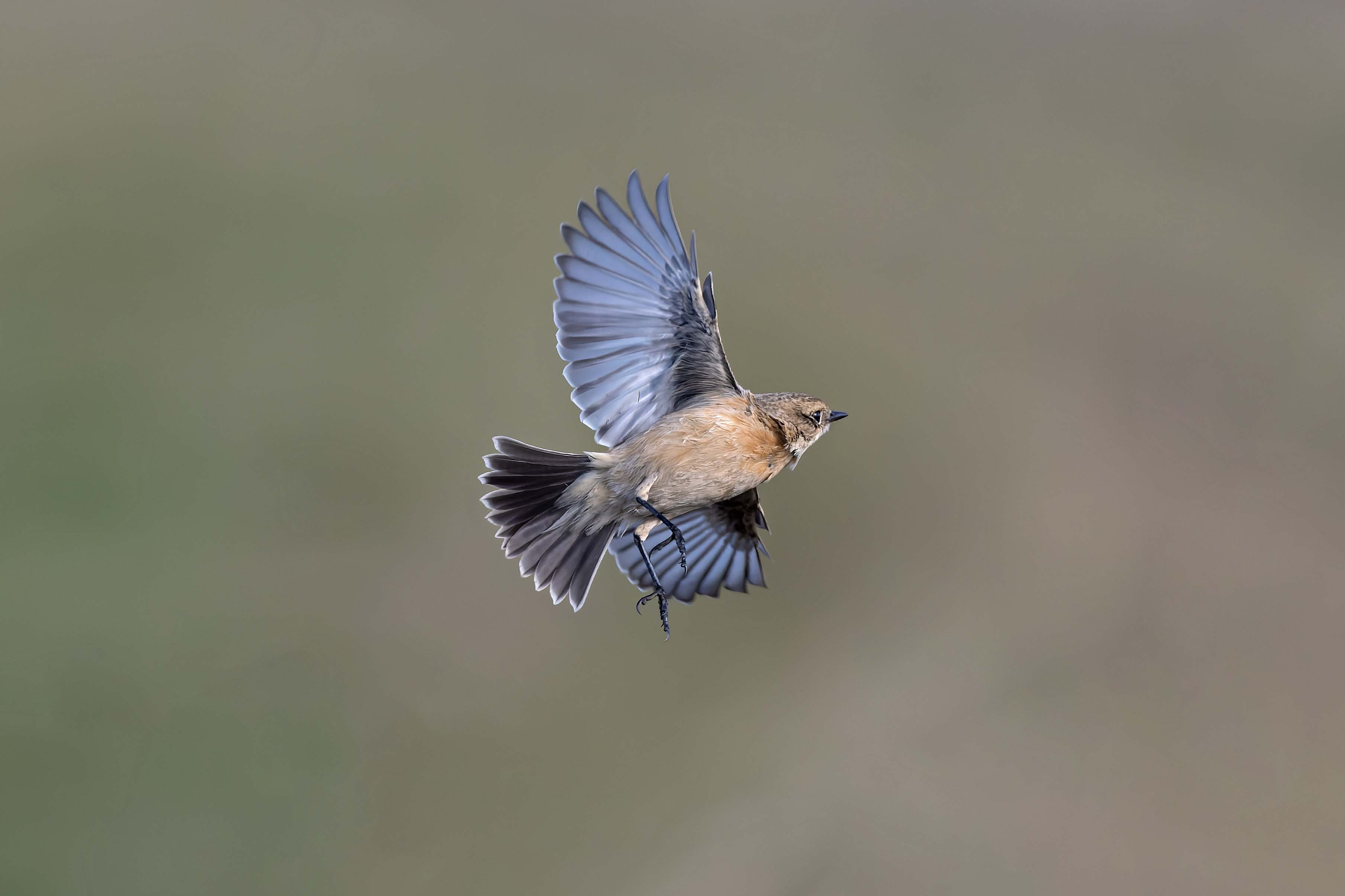 Siberian Stonechat