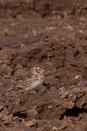 Lapland Bunting