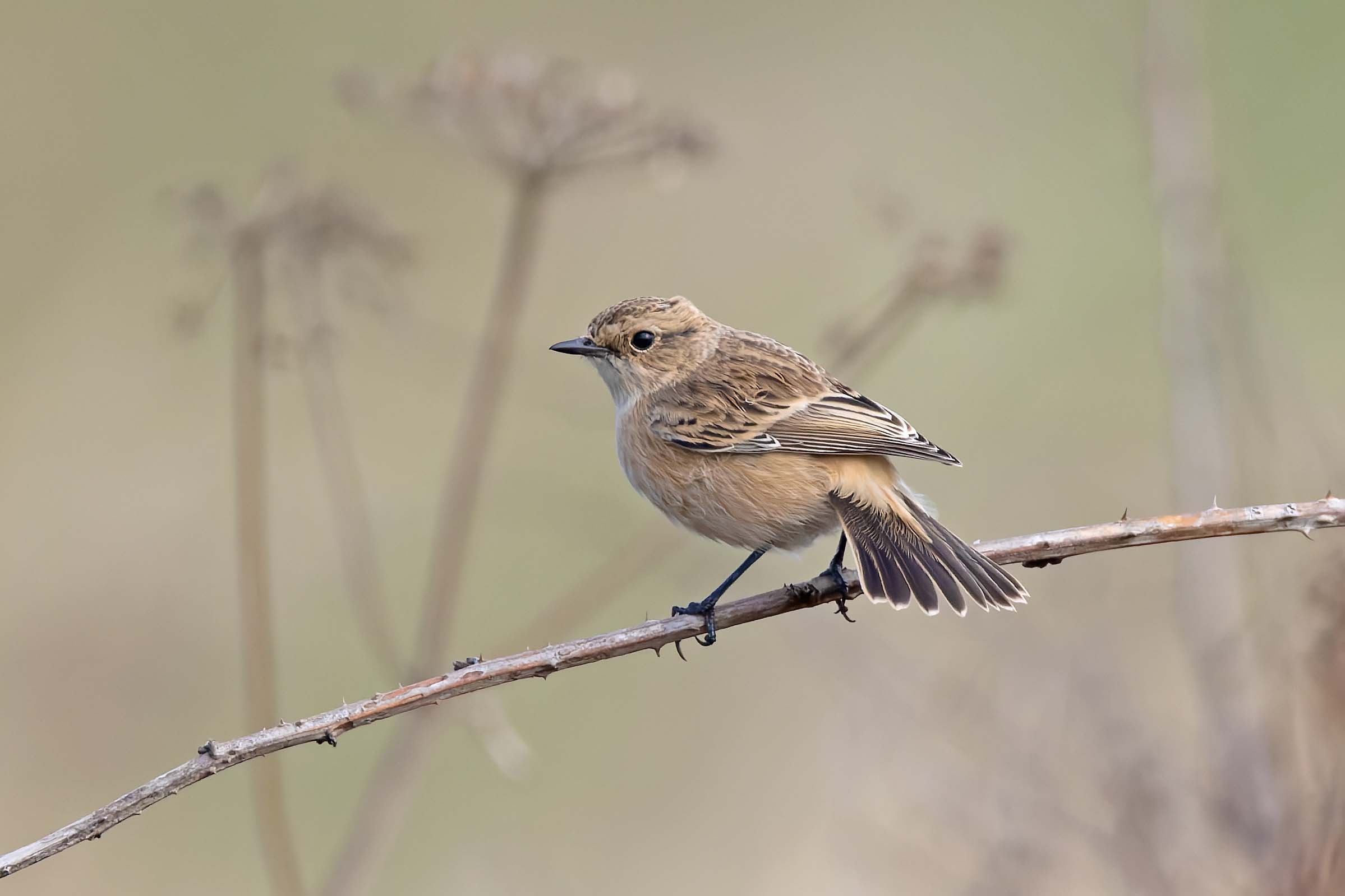 Siberian Stonechat