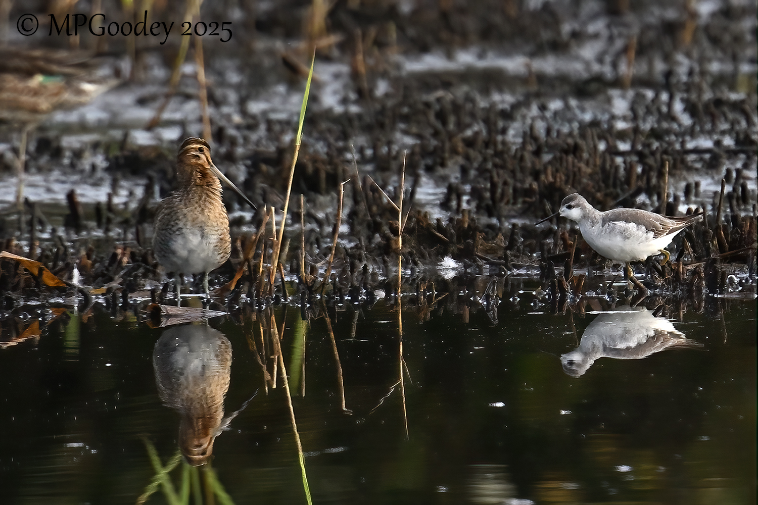 Wilson's Phalarope