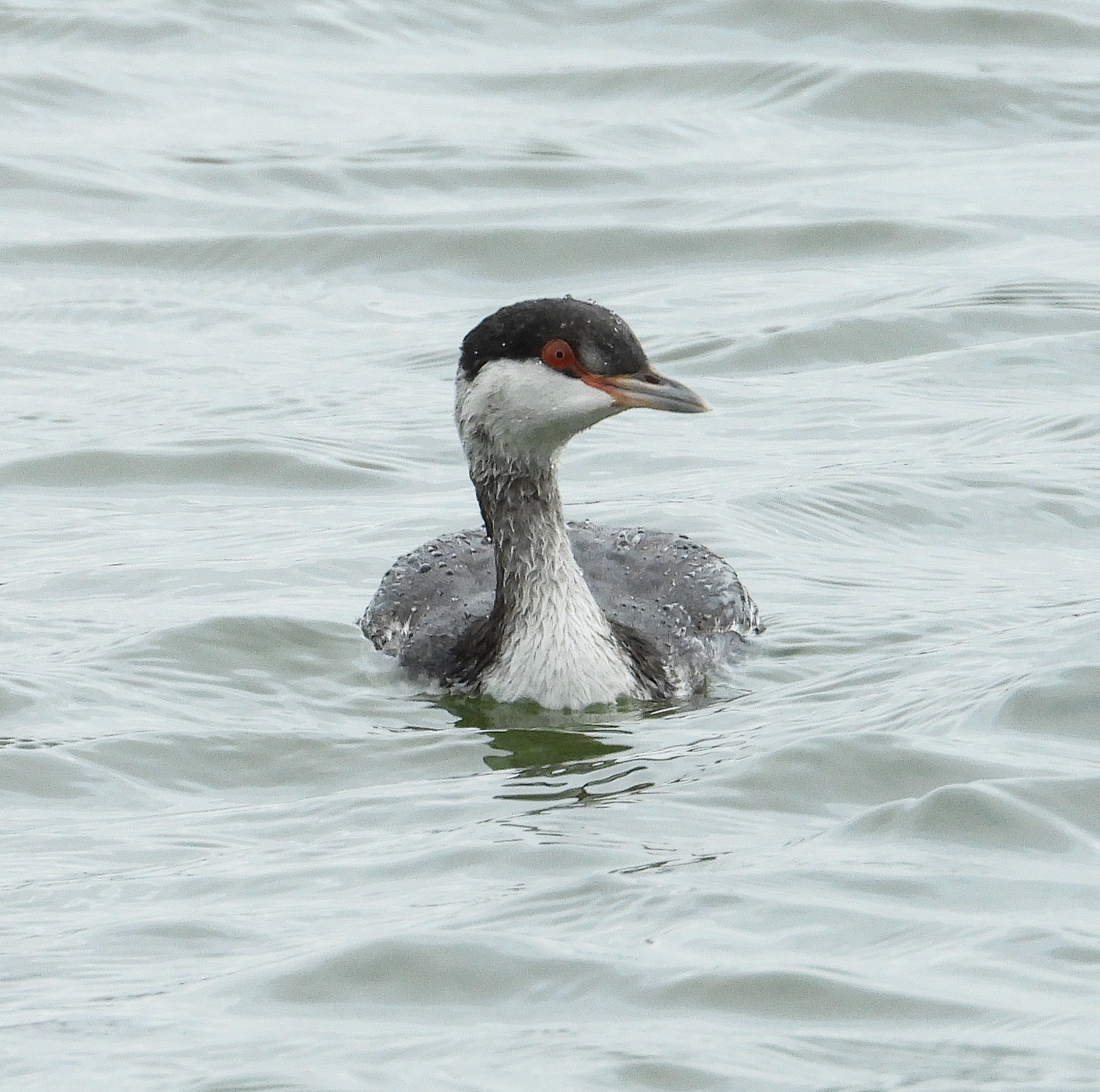 Slavonian Grebe