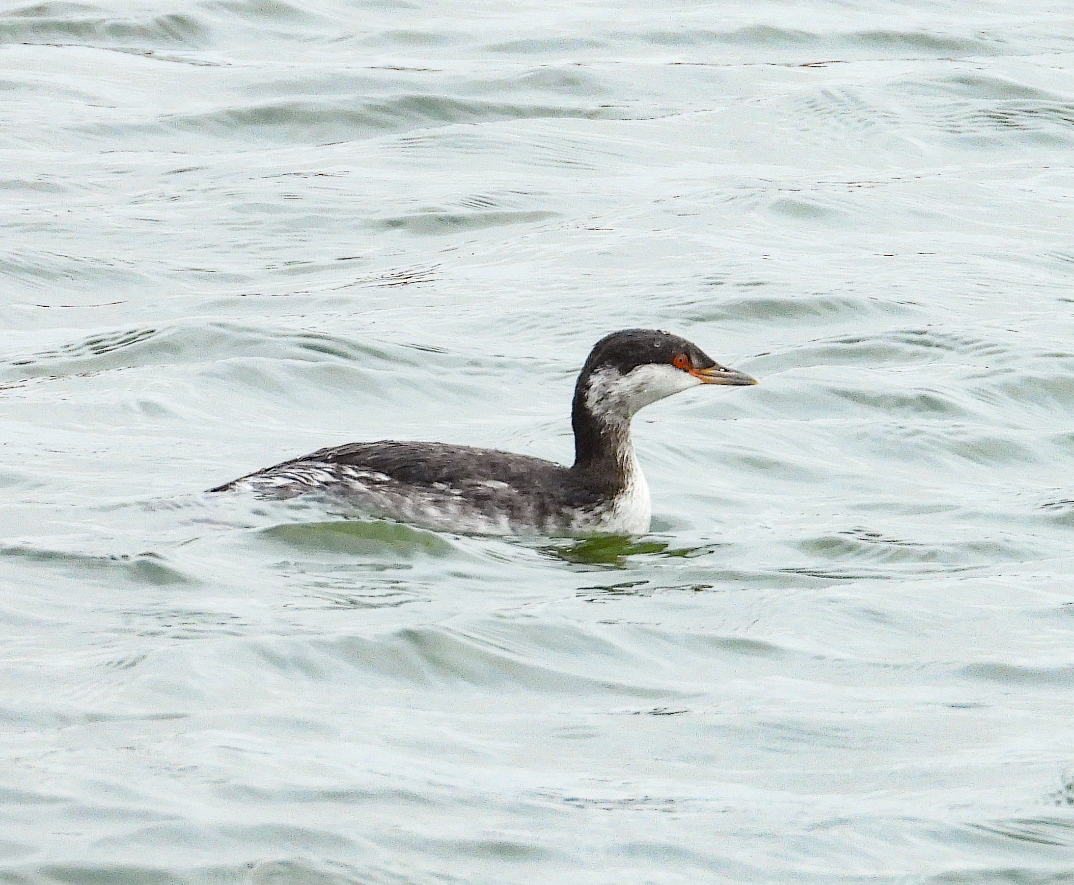 Slavonian Grebe