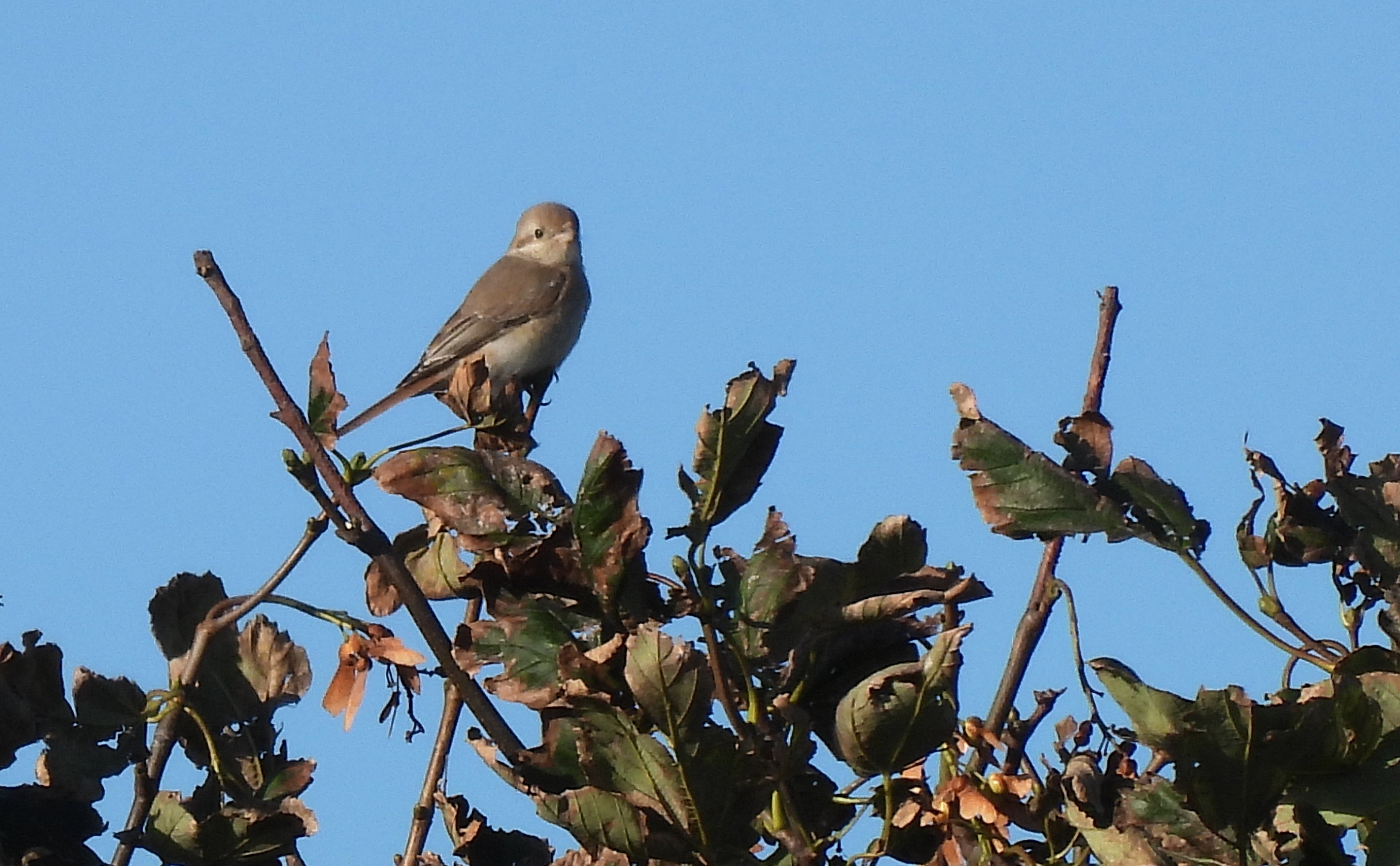Isabelline Shrike sp