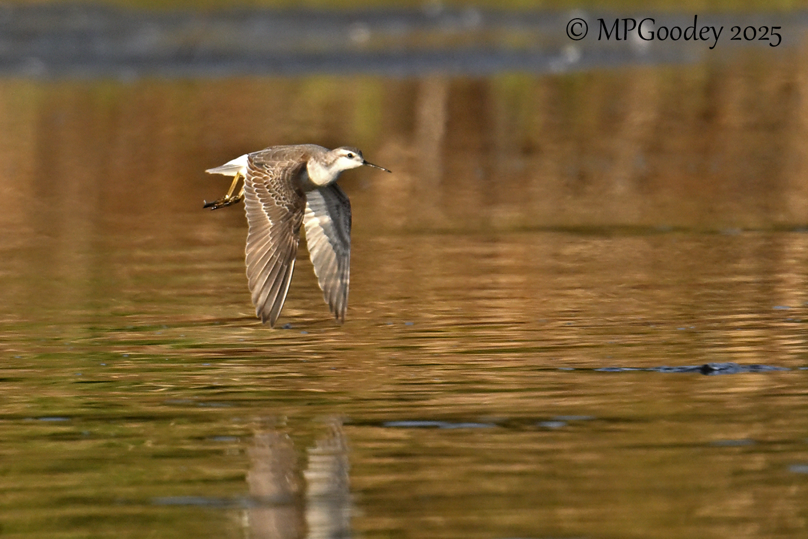 Wilson's Phalarope