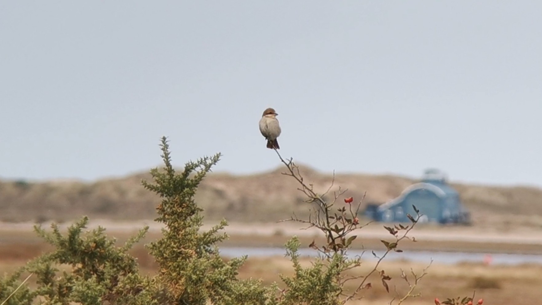 Red-backed Shrike