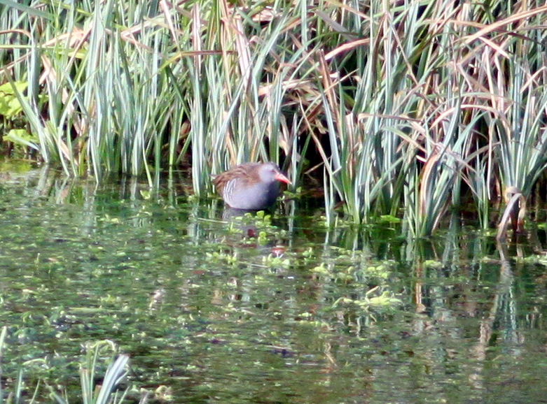 Water Rail