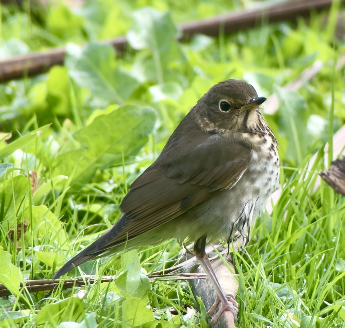 Swainson's Thrush