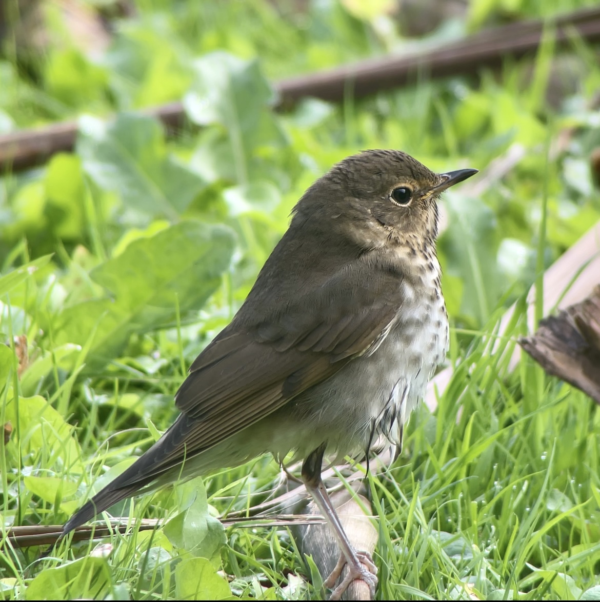 Swainson's Thrush