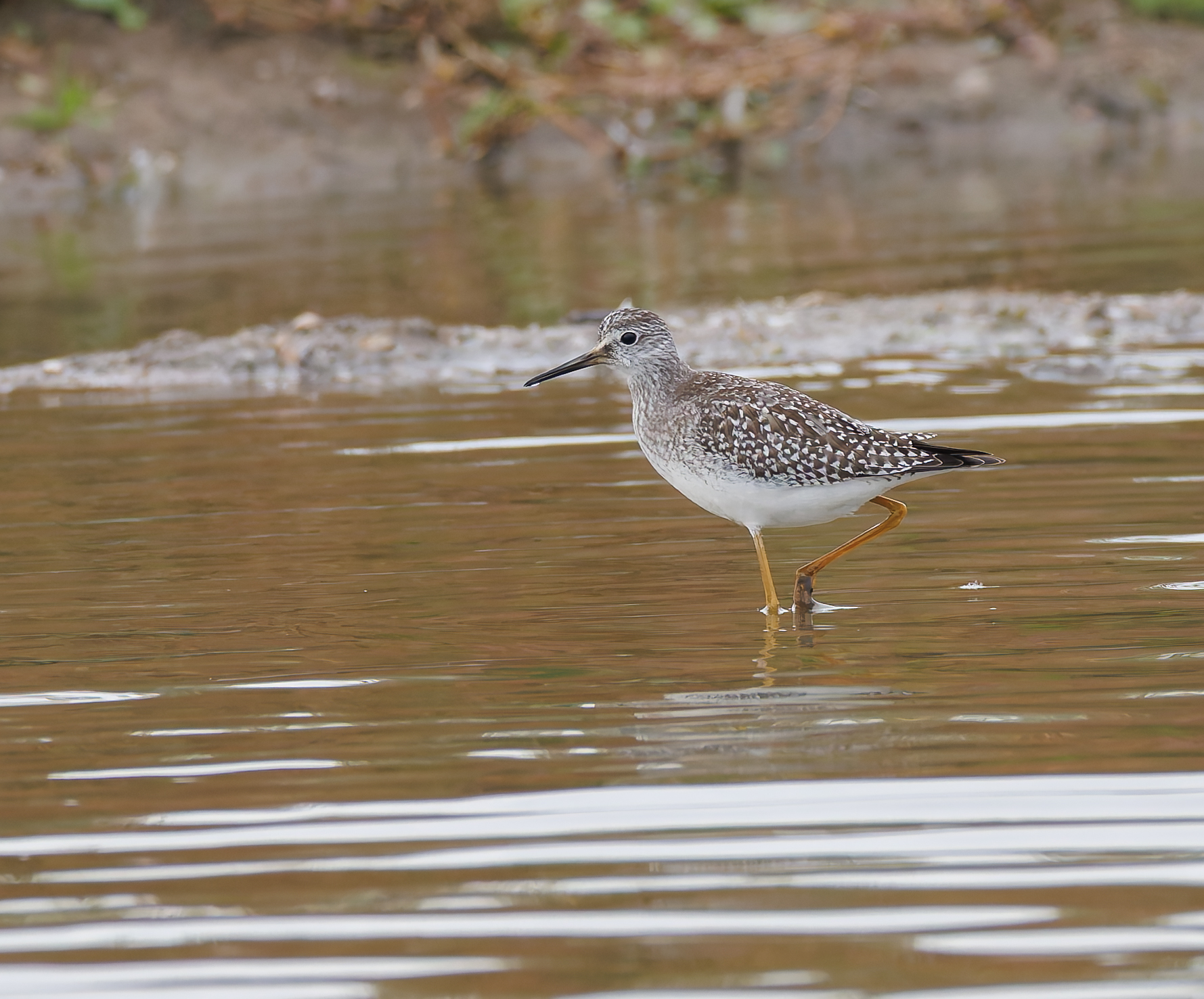 Lesser Yellowlegs