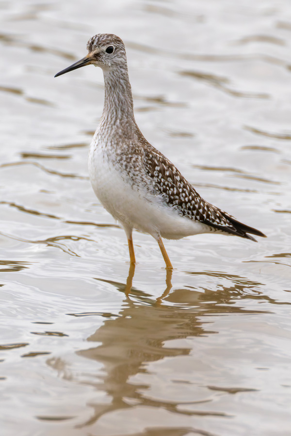 Lesser Yellowlegs