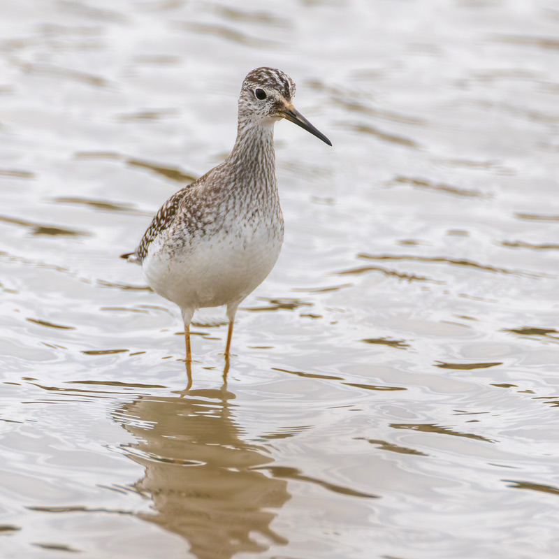 Lesser Yellowlegs