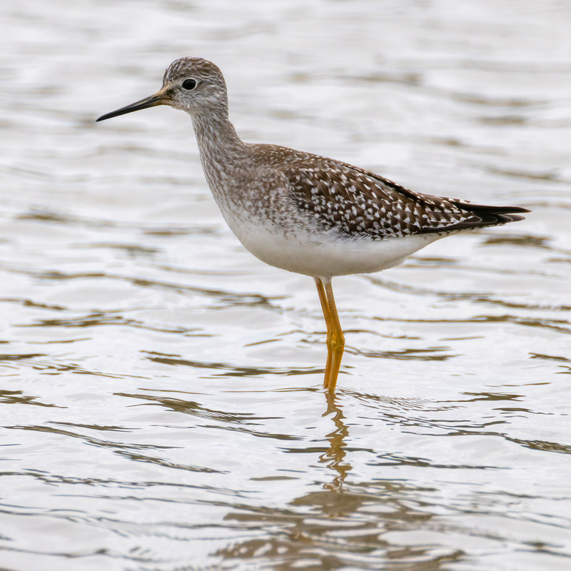 Lesser Yellowlegs
