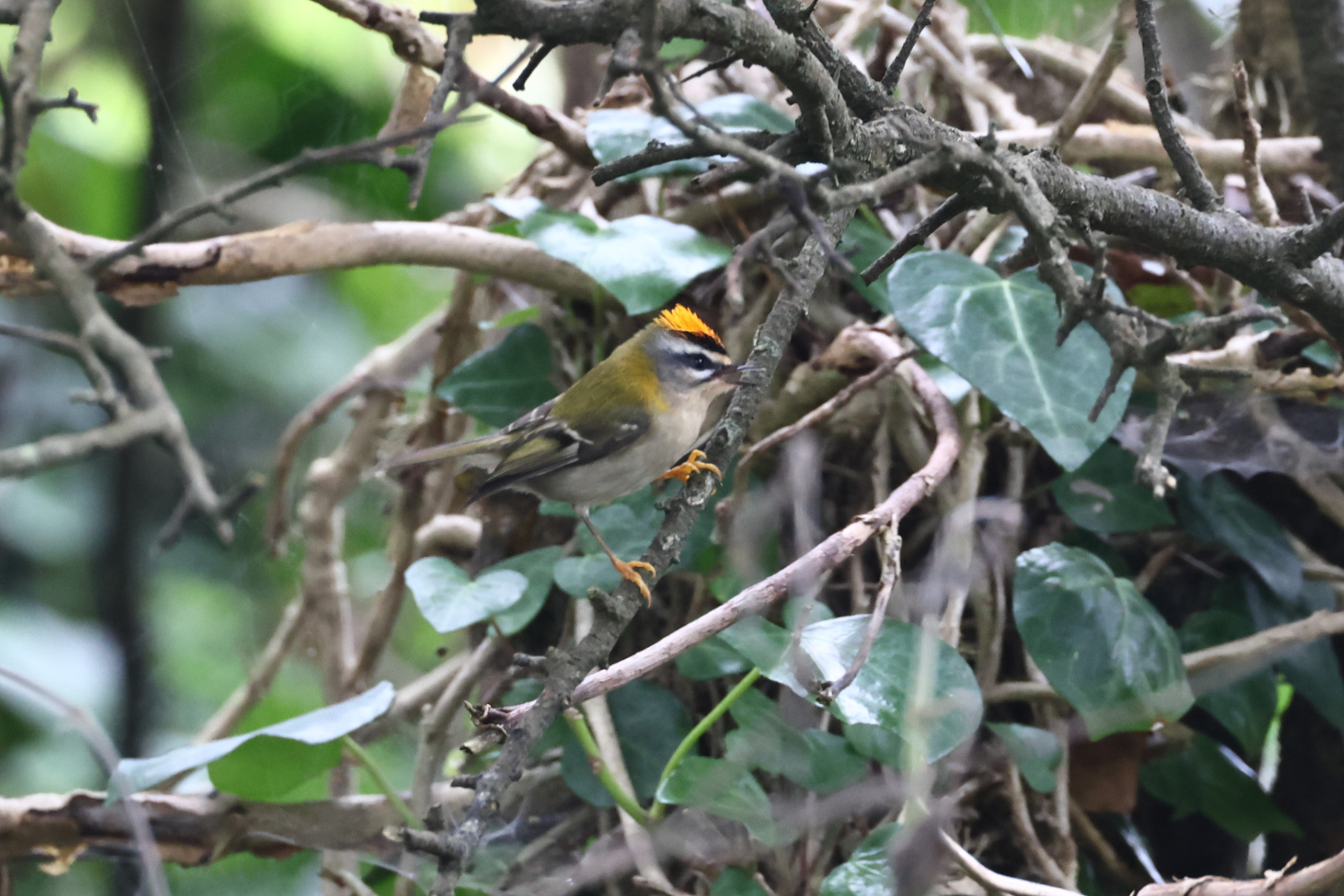 Firecrest