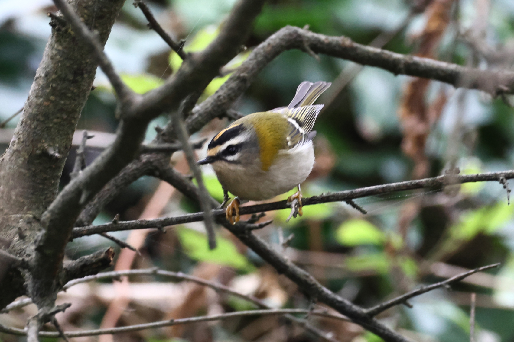 Firecrest