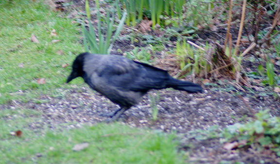 Hooded Crow