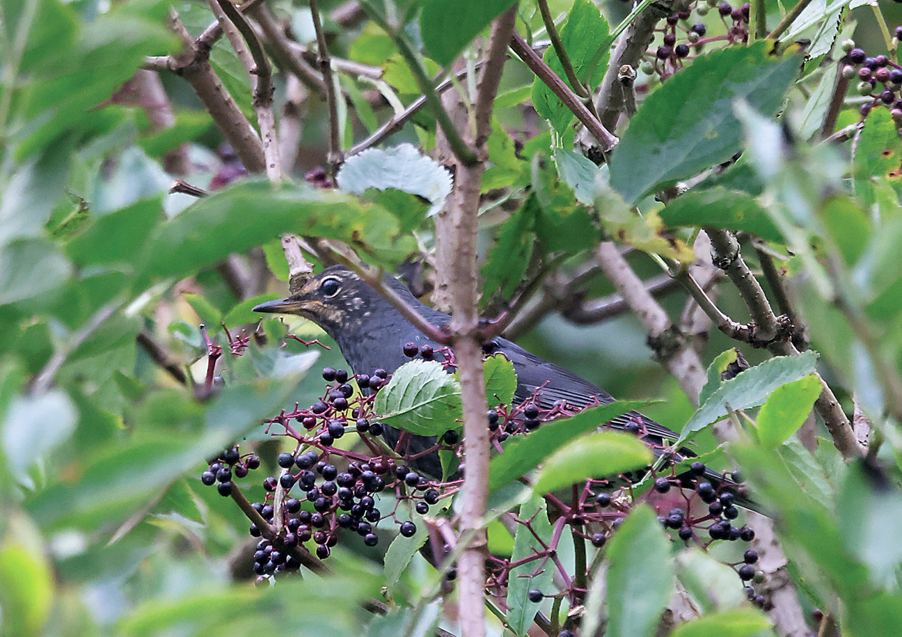 Siberian Thrush