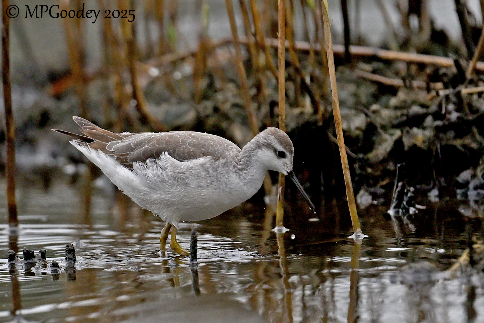 Wilson's Phalarope
