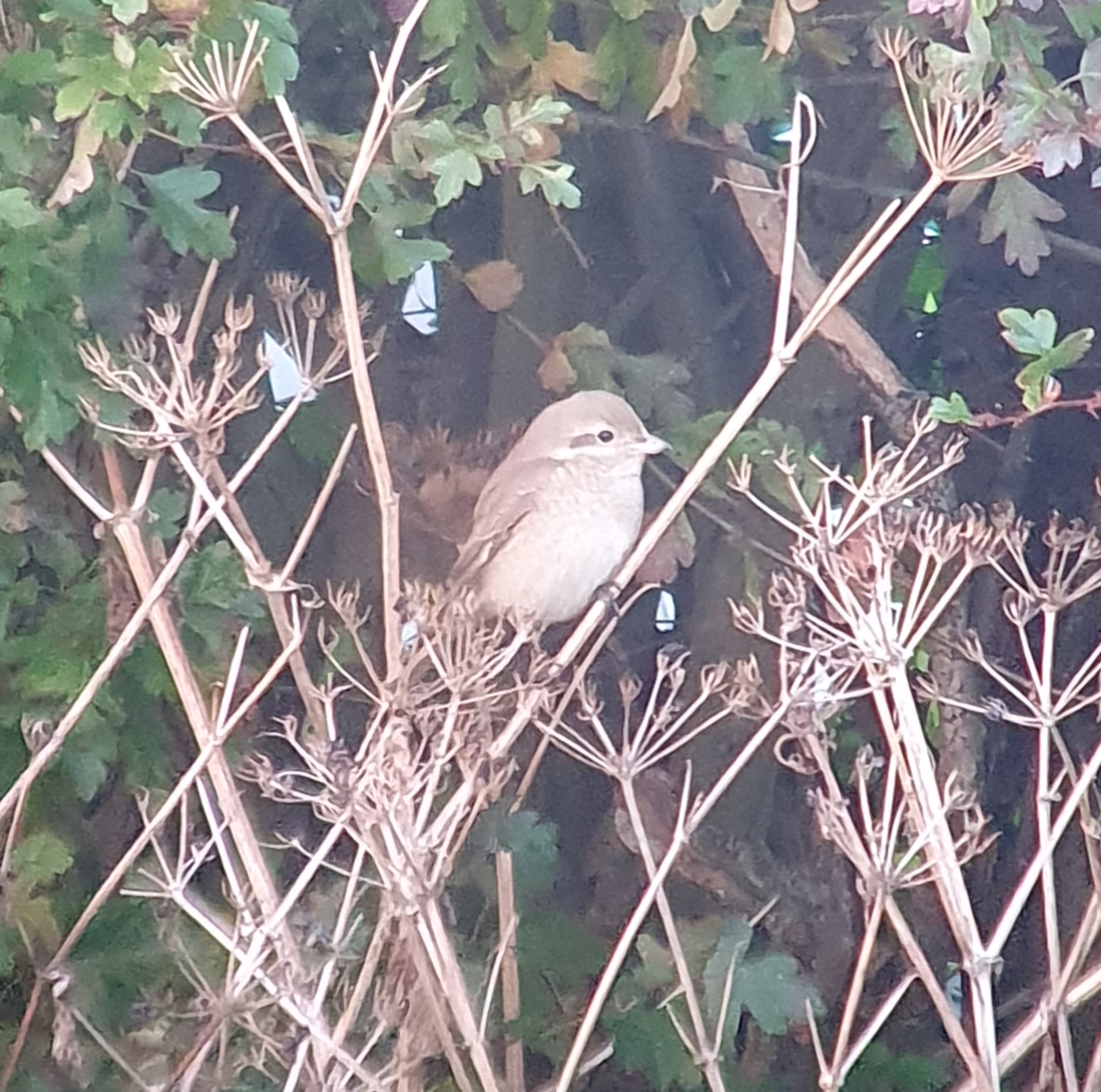 Isabelline Shrike sp
