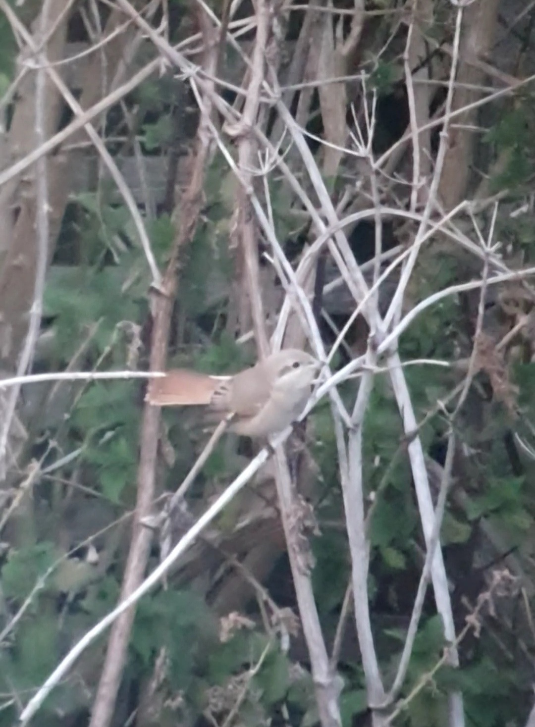 Isabelline Shrike sp