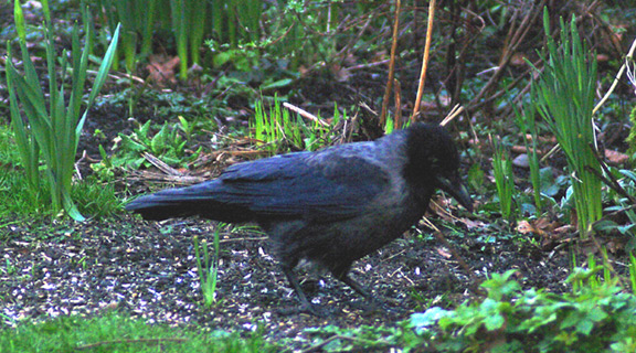 Hooded Crow
