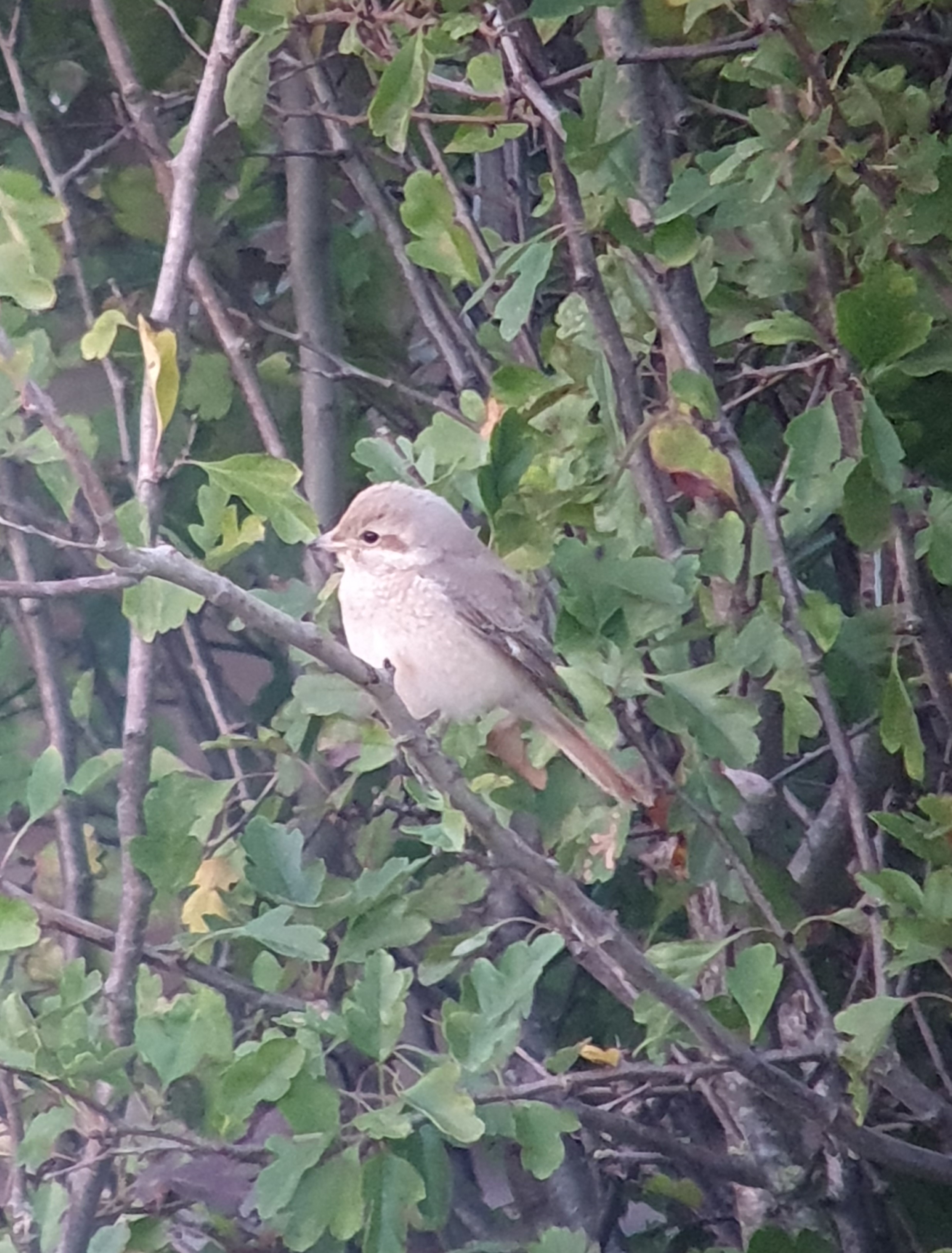 Isabelline Shrike sp