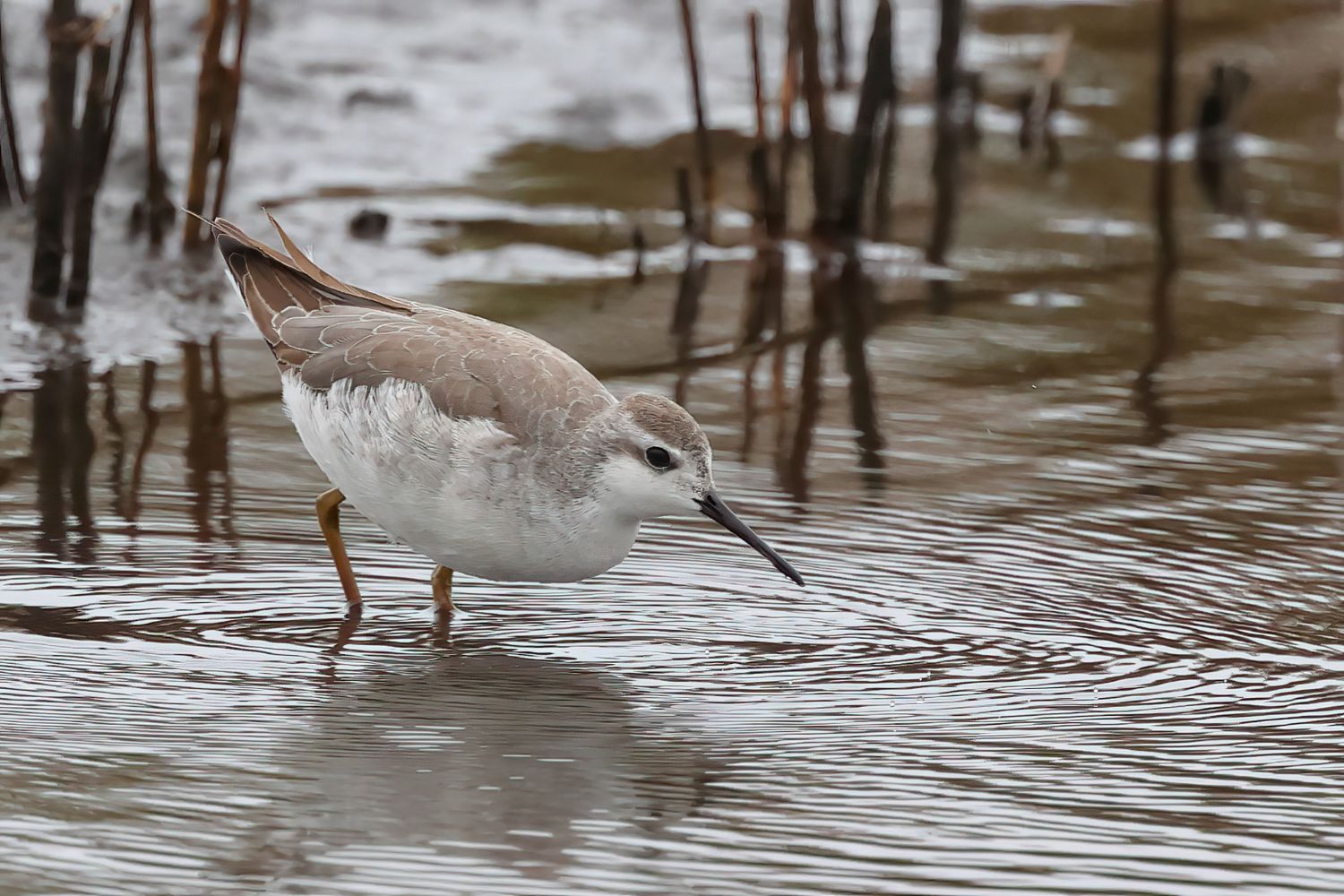 Wilson's Phalarope