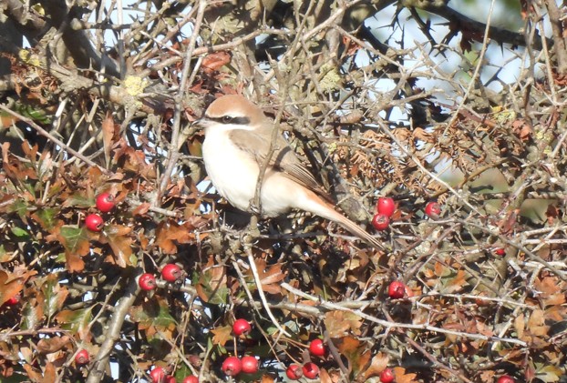 Turkestan Shrike