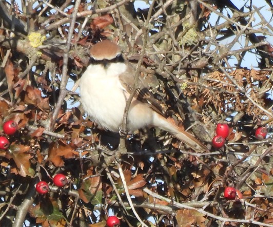 Turkestan Shrike
