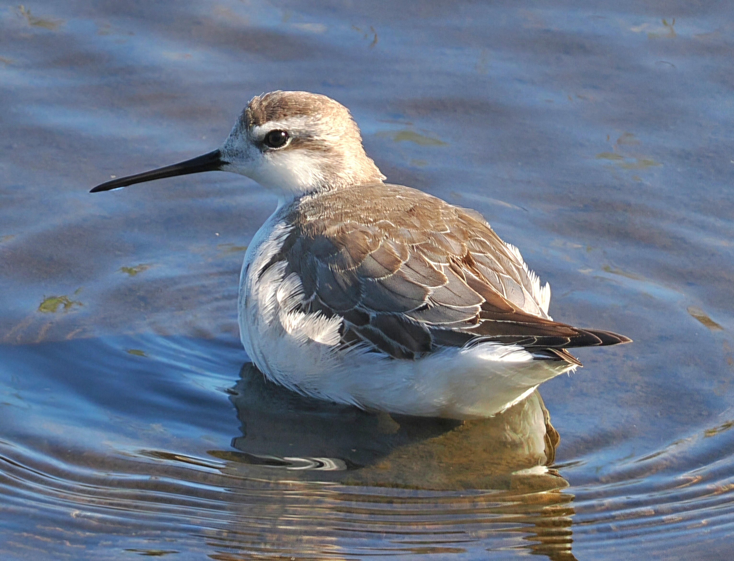 Wilson's Phalarope