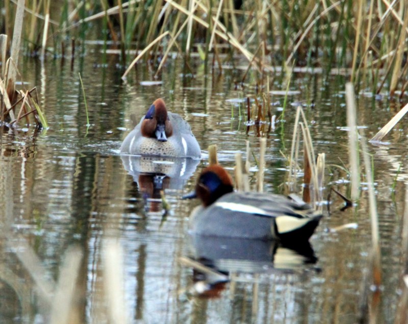 Green-winged Teal