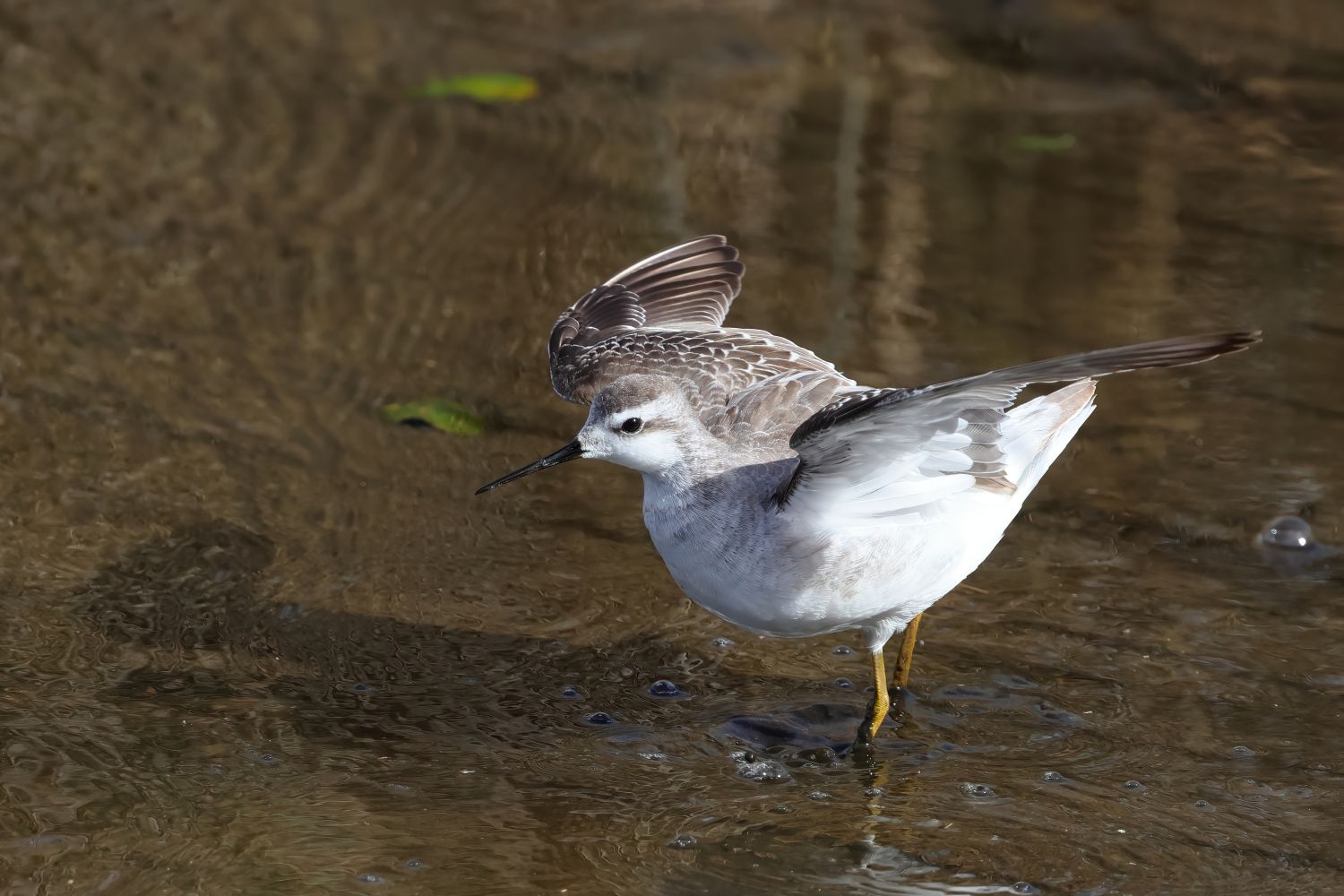Wilson's Phalarope